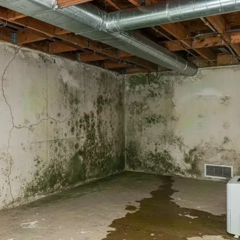 Professional Mold Removal in Woodburn, OR